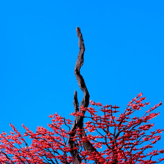 アルバム画像