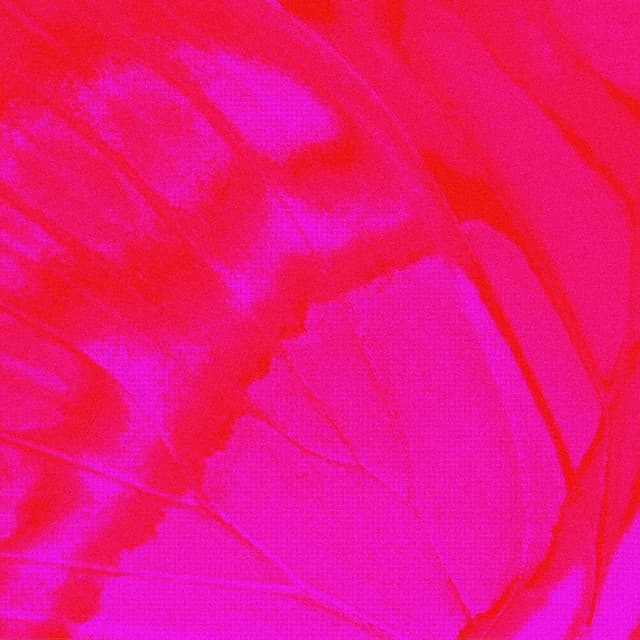 アルバム画像