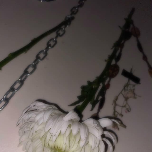 アルバム画像